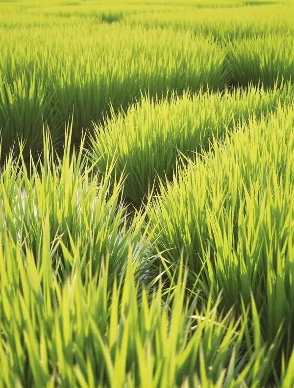 风吹过稻田 - yy影视 风吹过稻田封面